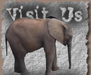 Visit us elephant image